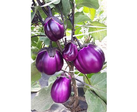 Баклажан Неоновый Шар F1 Вкуснятина 8шт