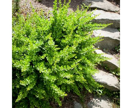 Барбарис Тунберга Green Carpet с2-с3 