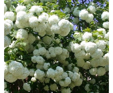 Калина обыкновенная Розеум С3 20-30см