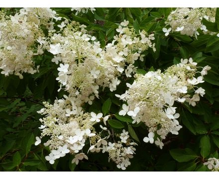 Гортензия метельчатая Брюссель Лейс (горшок 4л)