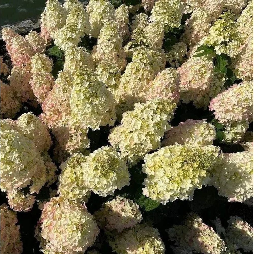 Гортензия метельчатая Би Хэппи (горшок 4л)  