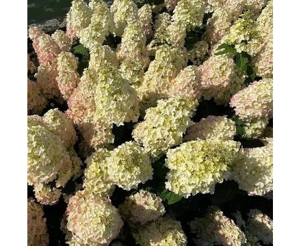 Гортензия метельчатая Би Хэппи (горшок 4л)  