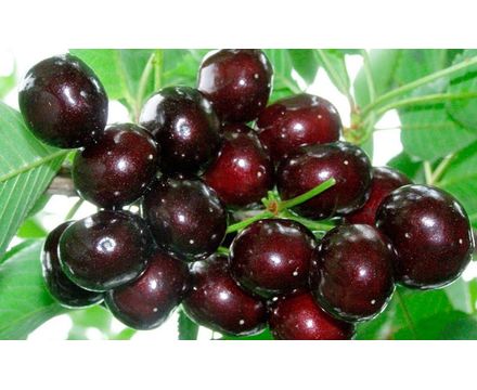 Черешня Подарок Степанова с4