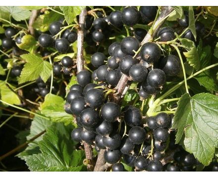 Смородина черная Катюша С2-С3  