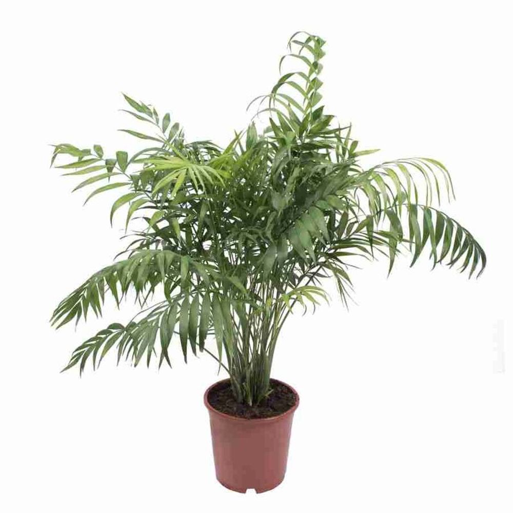 Хамедорея Сейфризи D27 H120 