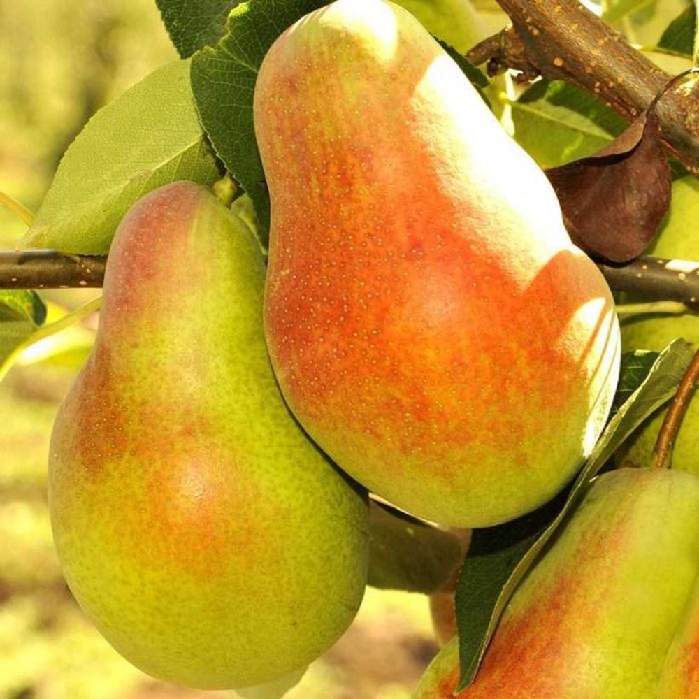 Груша Русская красавица С5