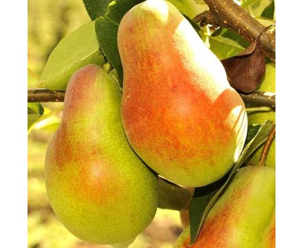 Груша Русская красавица С5